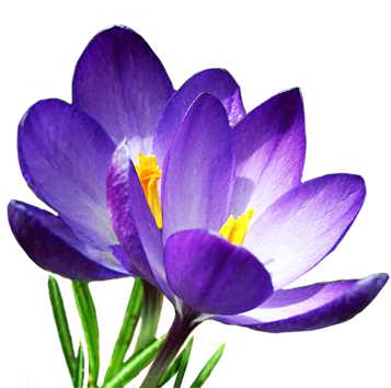 Crocus Transparent PNG Image