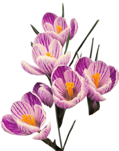 Crocus Transparent PNG Image