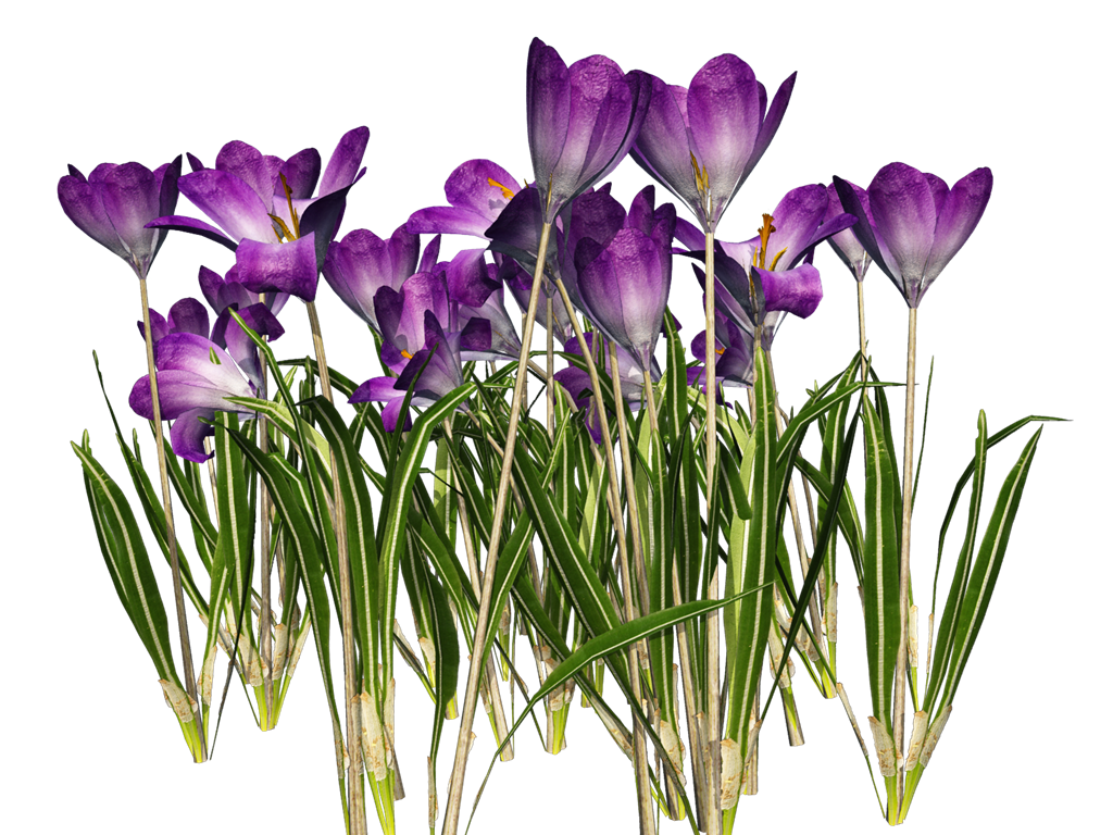 Crocus Transparent PNG Image