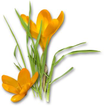 Crocus Transparent PNG Image