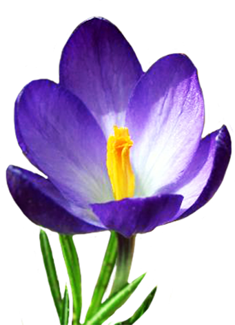 Crocus Transparent PNG Image