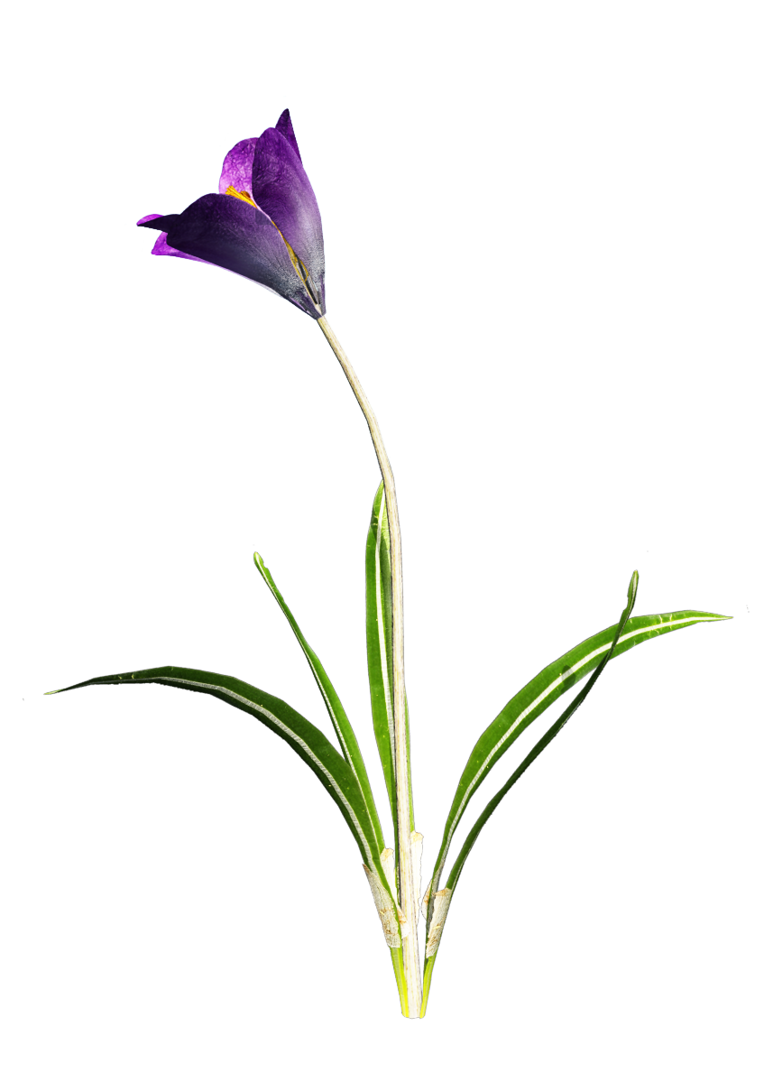Crocus Transparent PNG Image