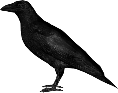 Crow Transparent PNG Image