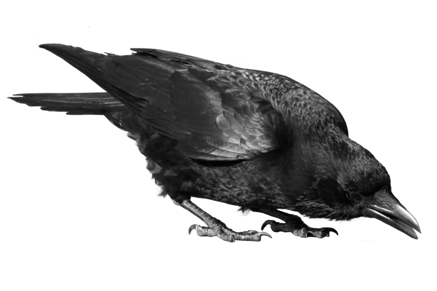 Black Crow Transparent PNG Image