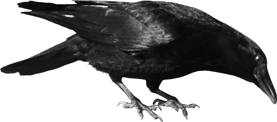 Crow Transparent PNG Image