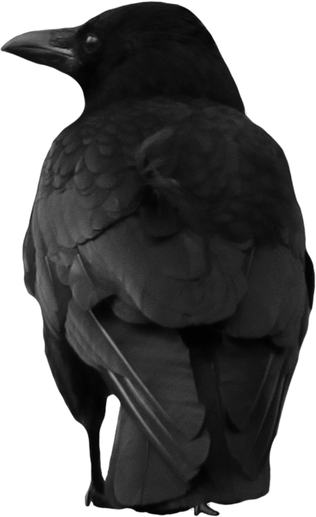 Crow Transparent PNG Image