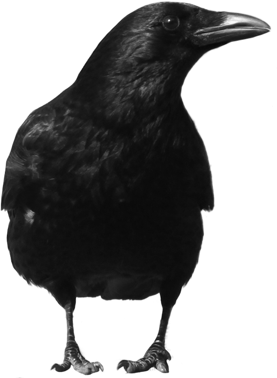 Black Crow Transparent PNG Image