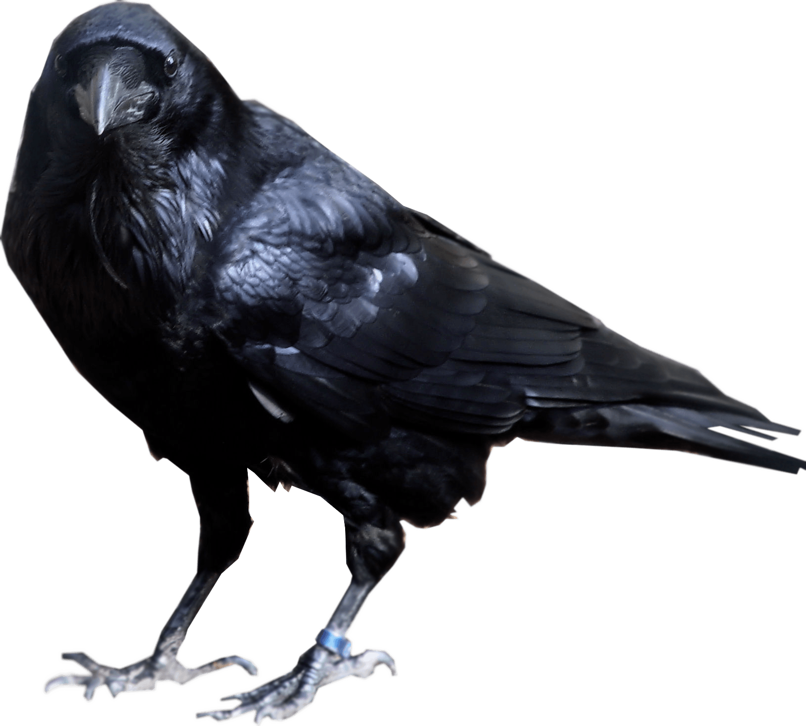 Crow Transparent PNG Image