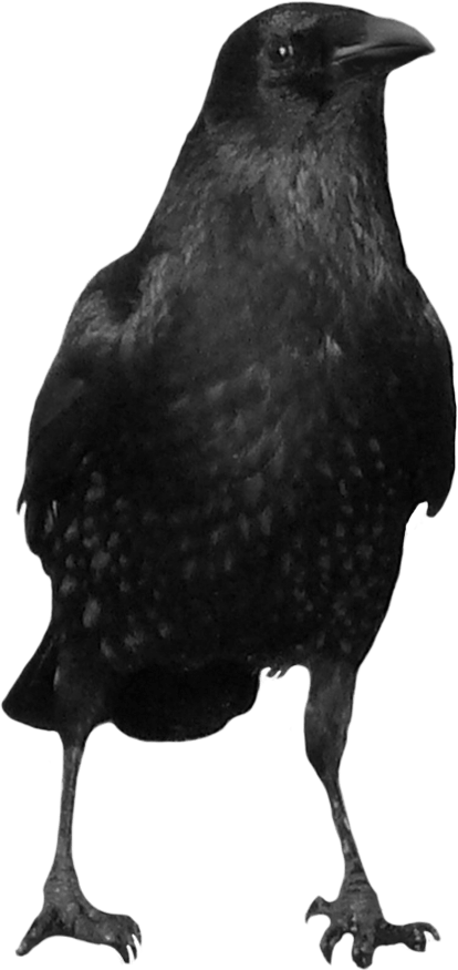 Black Crow Transparent PNG Image