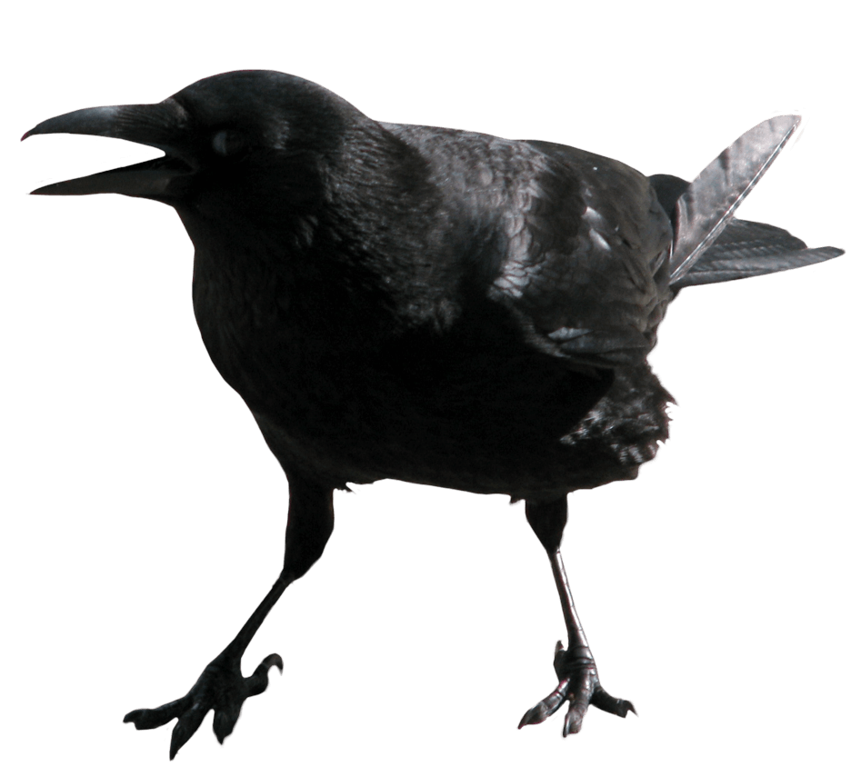 Crow Transparent PNG Image