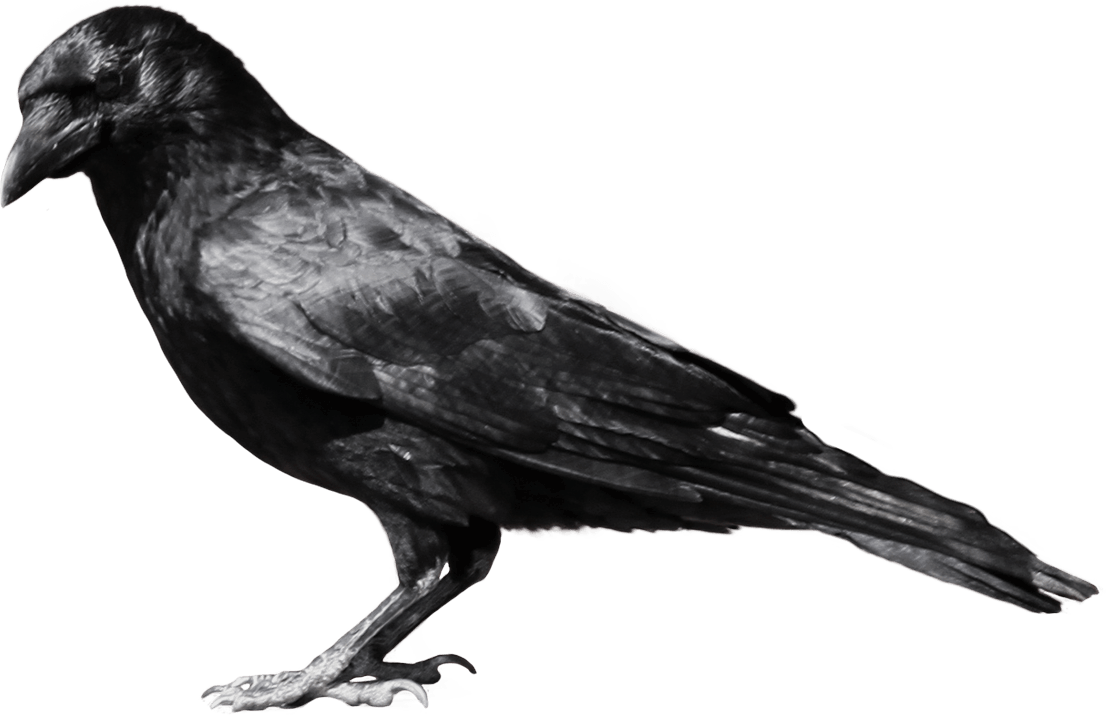 Crow Transparent PNG Image