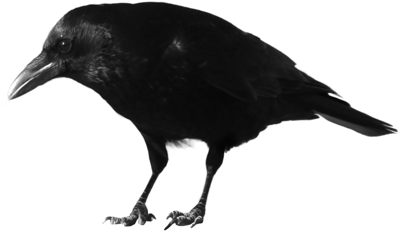 Black Crow Transparent PNG Image