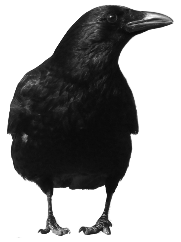 Black Crow Transparent PNG Image