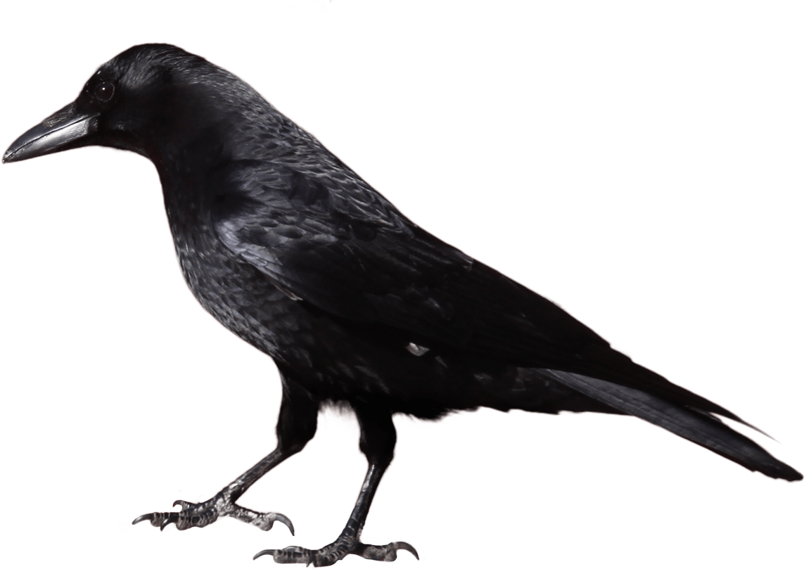 Black Crow Transparent PNG Image