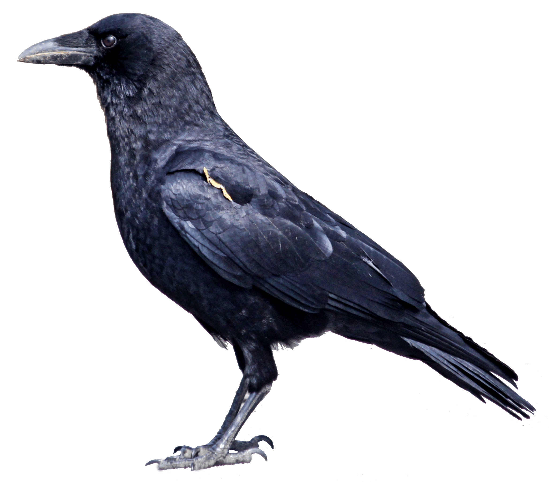 Crow Transparent PNG Image