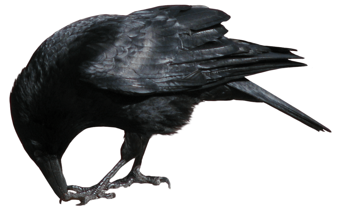 Crow Transparent PNG Image