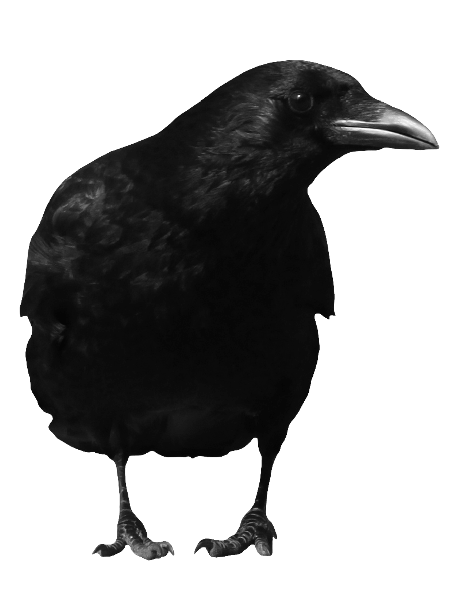 Black Crow Transparent PNG Image