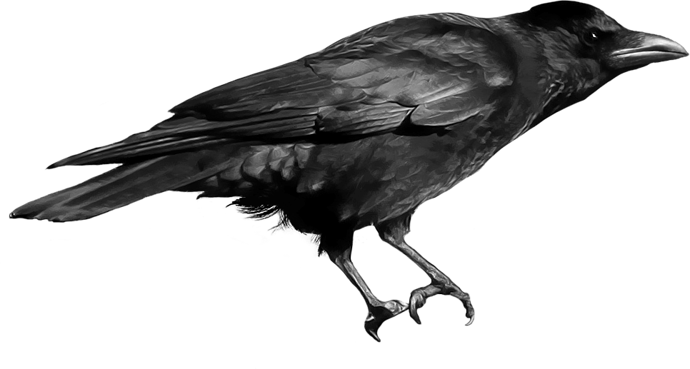 Crow Transparent PNG Image