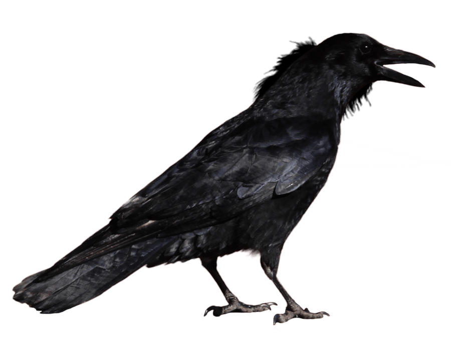 Crow Transparent PNG Image