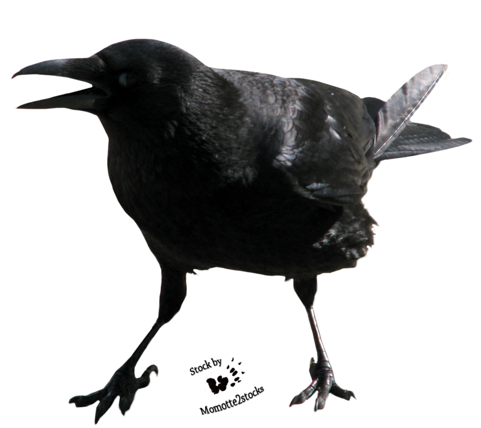 Crow Transparent PNG Image