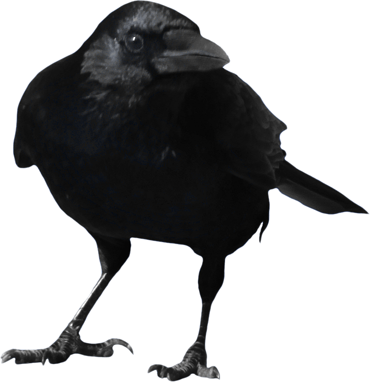 Crow Transparent PNG Image