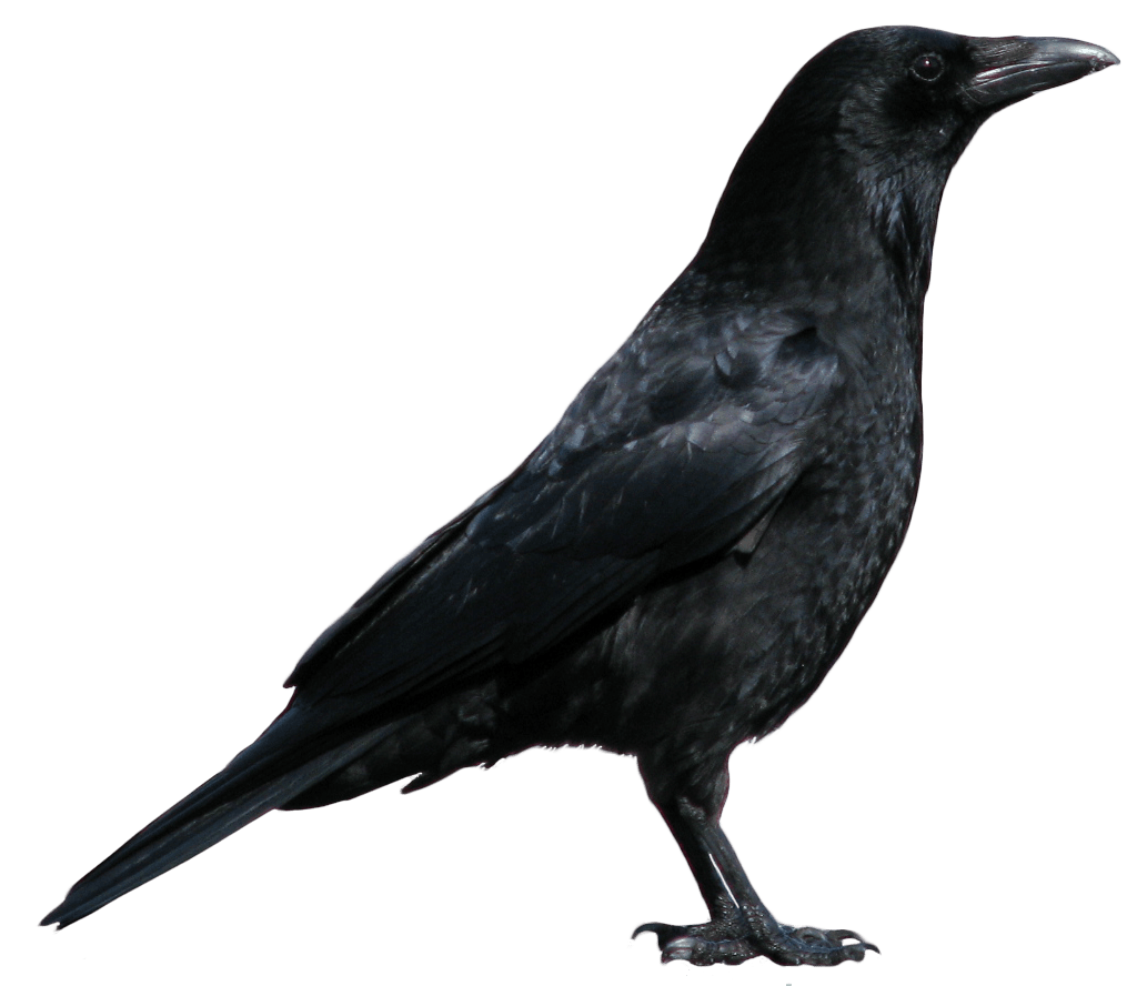 Crow Transparent PNG Image