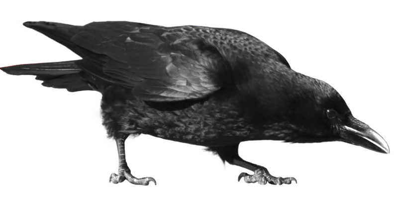 Crow Transparent PNG Image