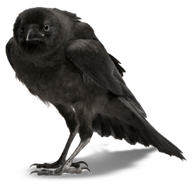 Crow Transparent PNG Image