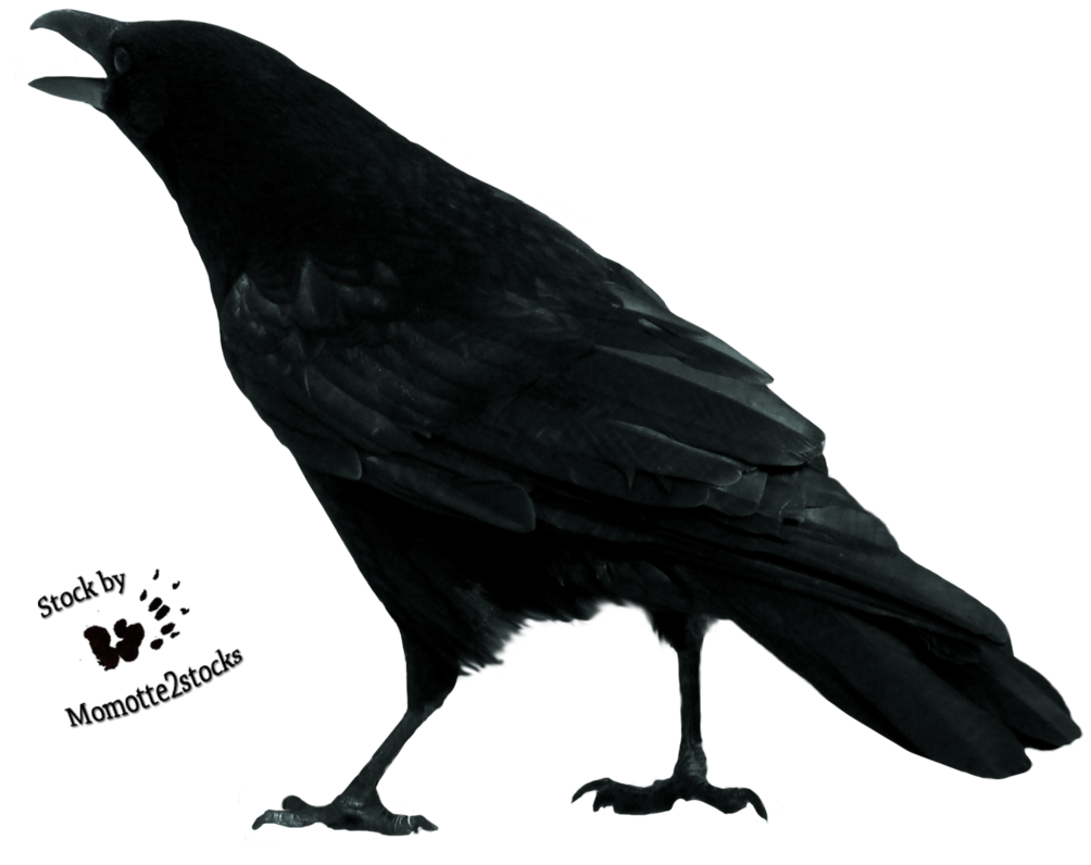 Crow Transparent PNG Image