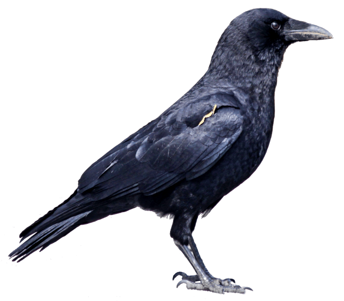 Black Crow Transparent PNG Image