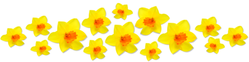 Daffodils Transparent PNG Image