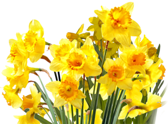 Daffodils File Transparent PNG Image