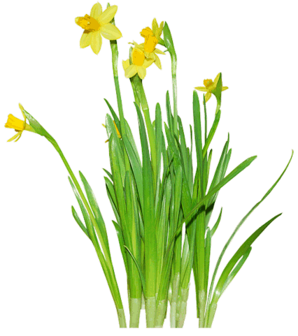 Daffodils Transparent PNG Image