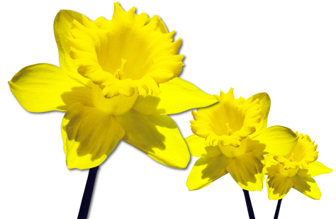 Daffodils Transparent PNG Image
