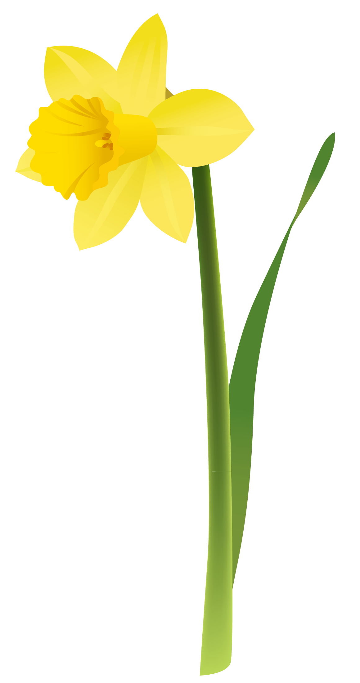 Daffodils Transparent PNG Image