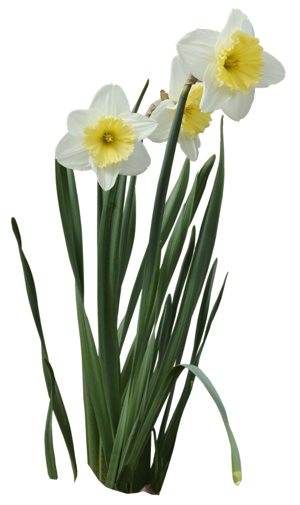 Daffodils Transparent PNG Image