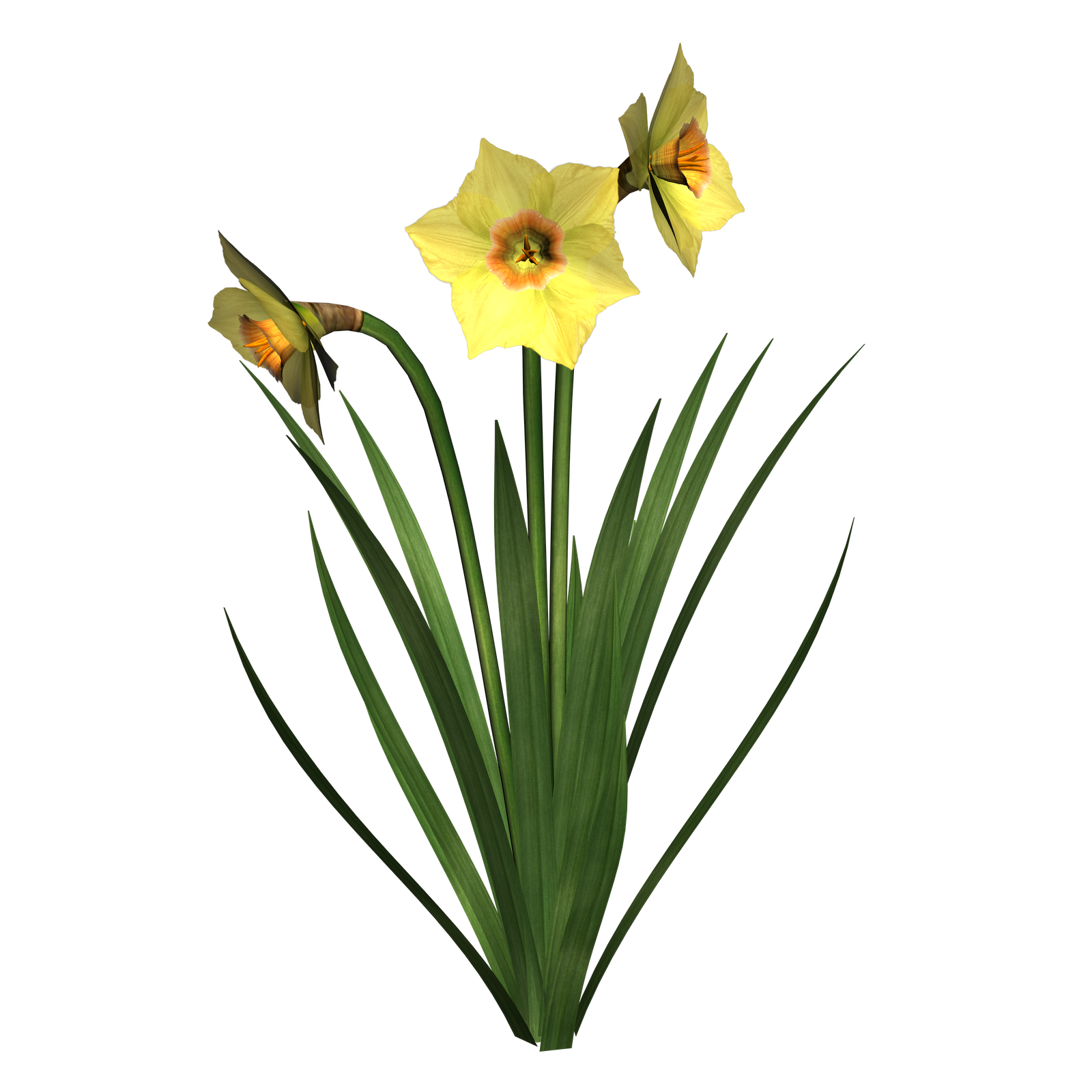 Daffodils Transparent PNG Image