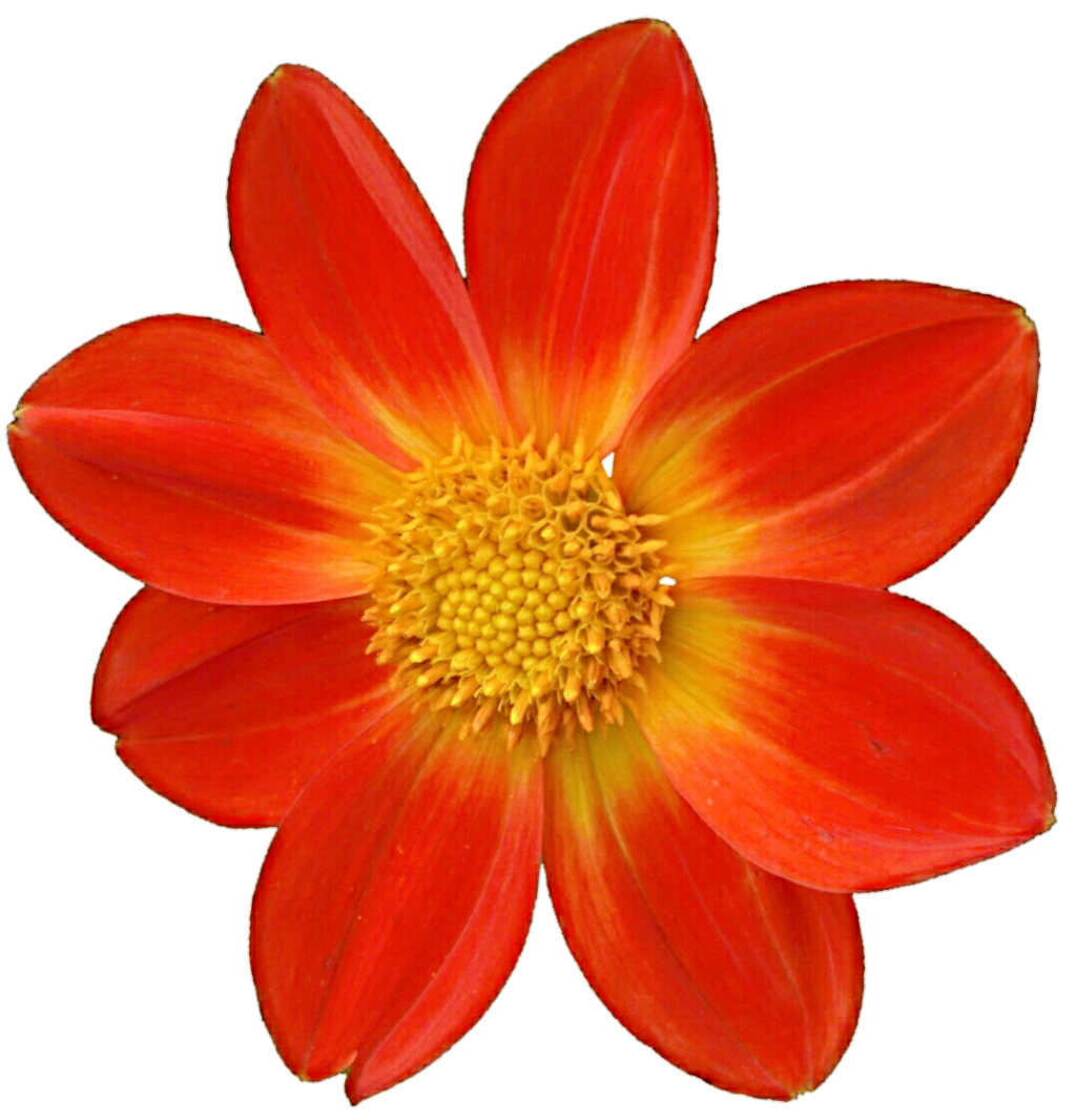 Dahlia File Transparent PNG Image