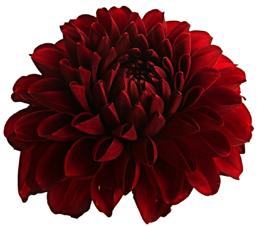 Dahlia Transparent PNG Image