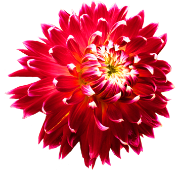 Dahlia Transparent PNG Image