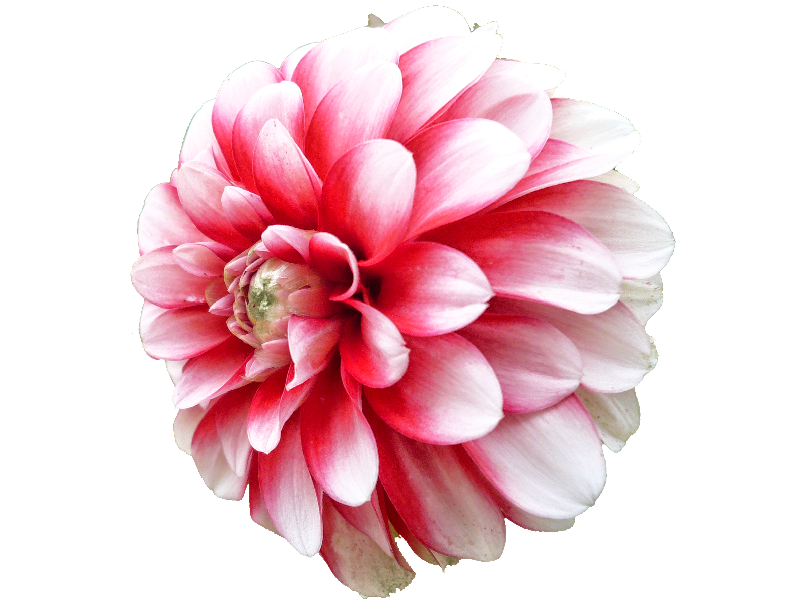 Dahlia Transparent PNG Image