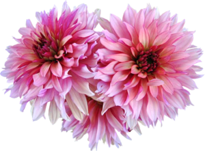 Dahlia Transparent PNG Image