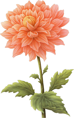 Dahlia Transparent PNG Image