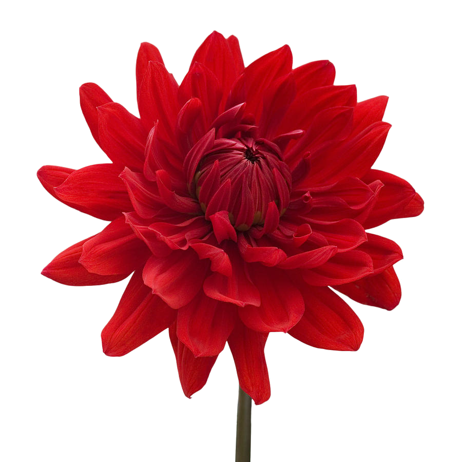 Dahlia Transparent PNG Image