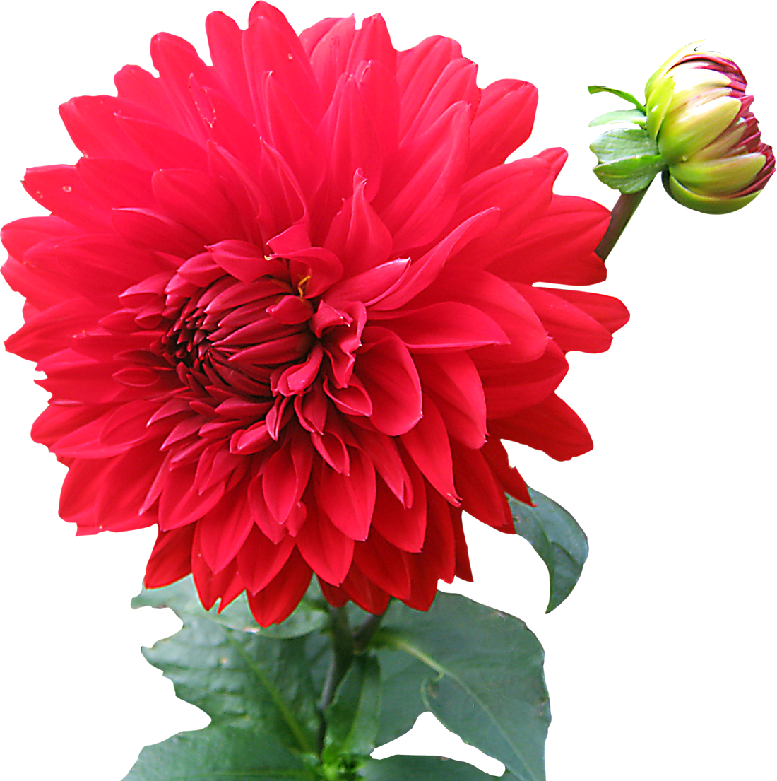 Dahlia Transparent PNG Image