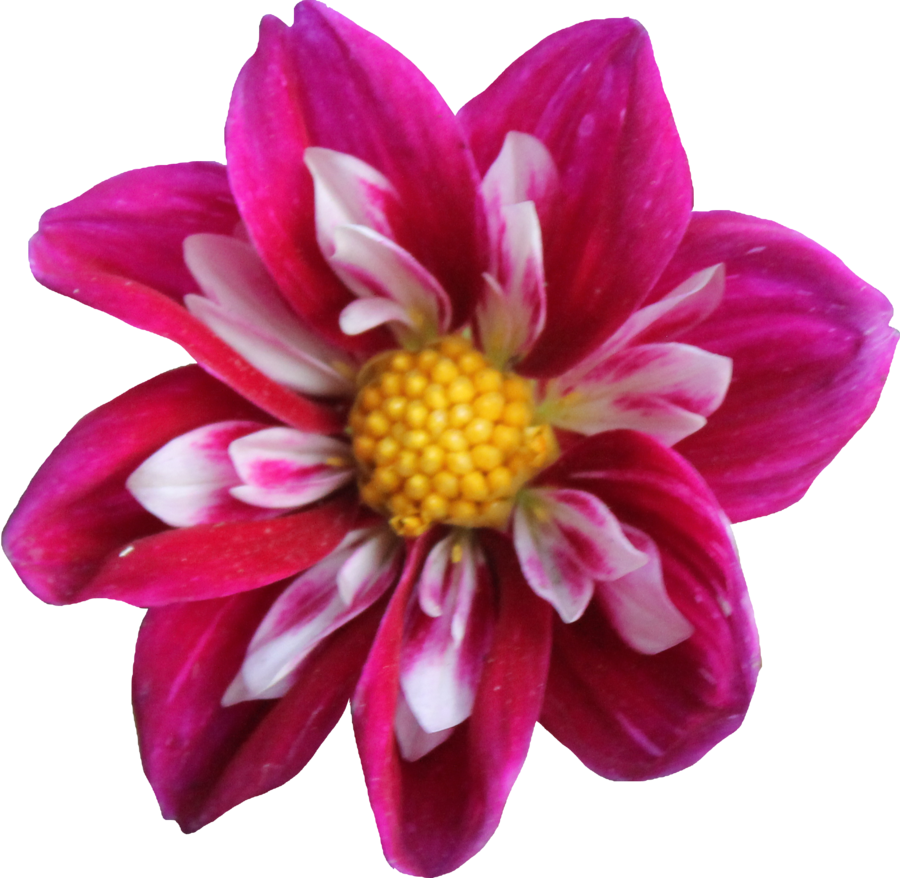 Dahlia Transparent PNG Image