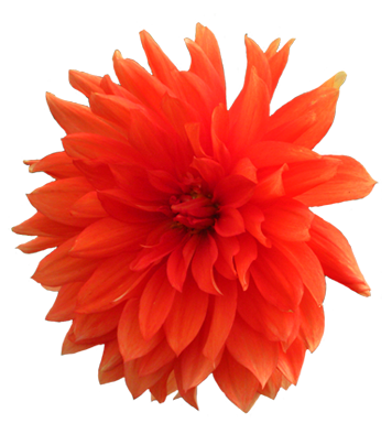 Dahlia Transparent PNG Image