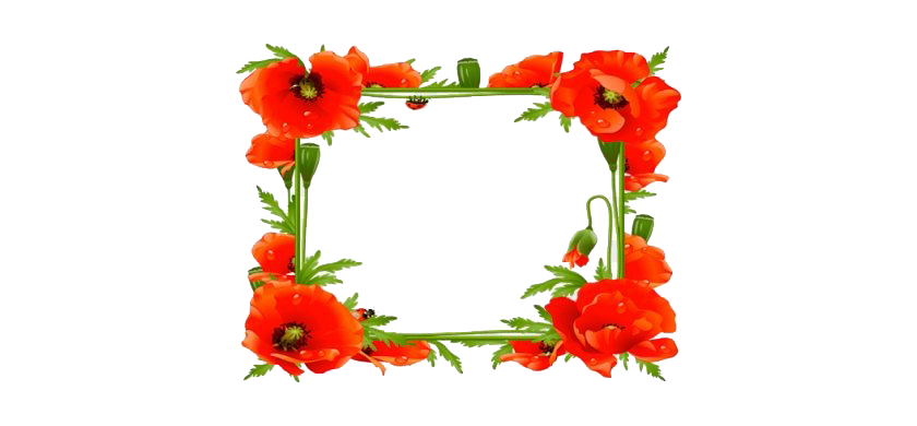 Poppy Frame Flower Transparent PNG Image