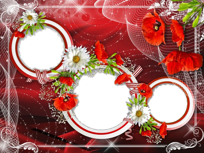 Poppy Frame Flower Transparent PNG Image