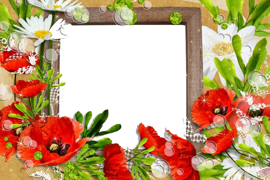 Poppy Frame Flower Transparent PNG Image